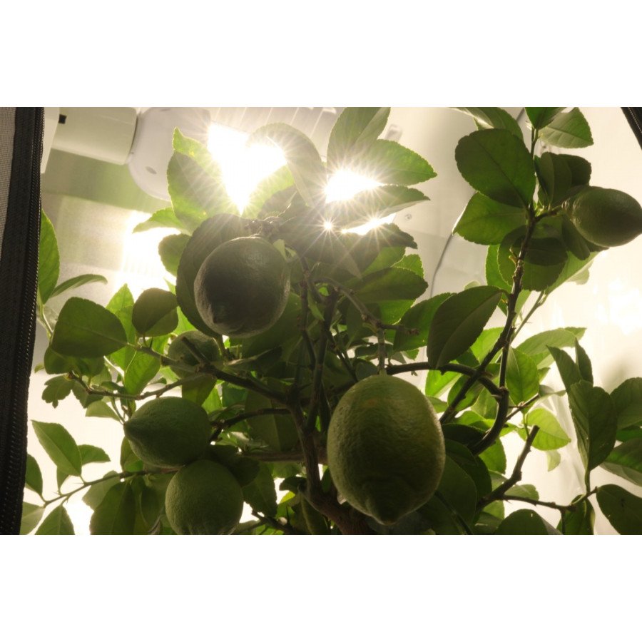 SpectraBULB X55 - Ampoule Horticole LED - Douille E40 - 55W - 3