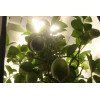 SpectraBULB X55 - Ampoule Horticole LED - Douille E40 - 55W - 3
