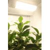 SpectraBULB X55 - Ampoule Horticole LED - Douille E40 - 55W - 4