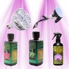 Orchideen-Starterpaket