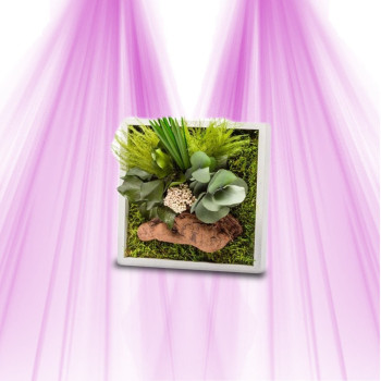 Cadre Végétal - Naturalys - Mini