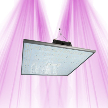 PURELED Q150 &ndash; Wachstum und Bl&uuml;te von LED-Panels f&uuml;r den Gartenbau