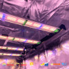 SpectraWILD S320 - Barres horticoles LEDs compatible domotique - LEDs Samsung - 320W