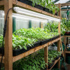 Tubes LEDs pour semis, boutures et jeunes plantes - V2 - Couverture parfaite - Plug & Play