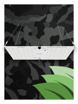 HLG