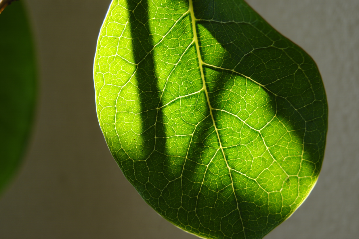 Photosynthese 11. Klasse Naturwissenschaften: biologische Umwandlung der Energie