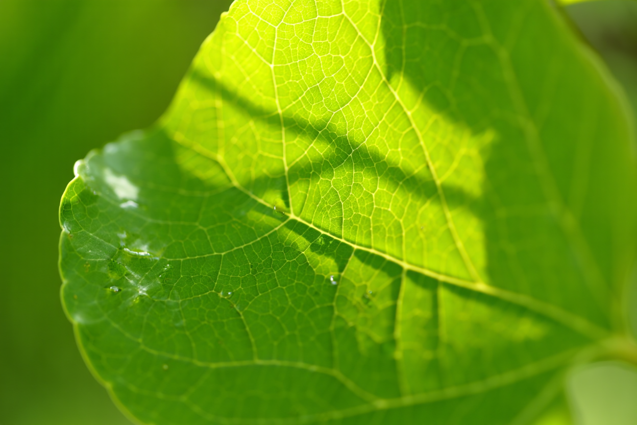 Sonnenenergie und Photosynthese: biologische Umwandlung in der 11. Klasse