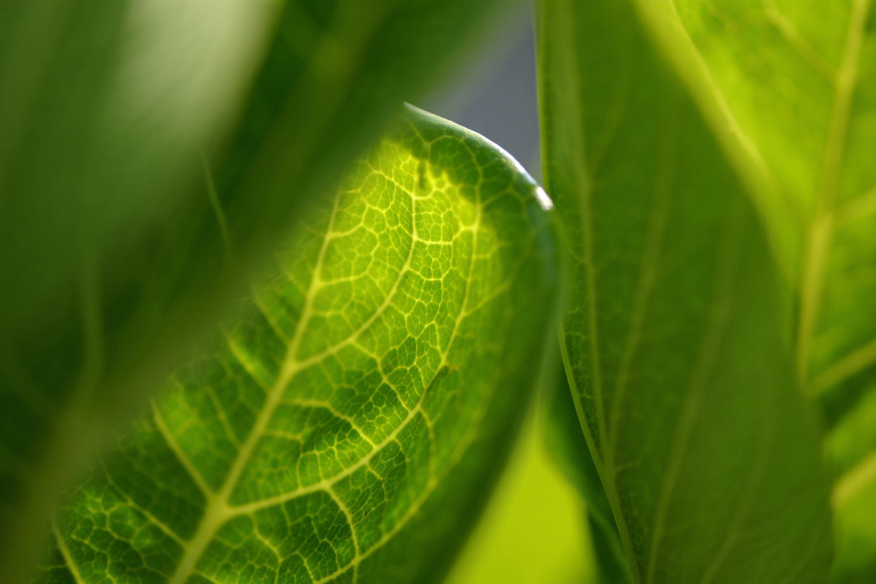 Photosynthese in der Zelle: die Rolle des Chloroplasten erklärt