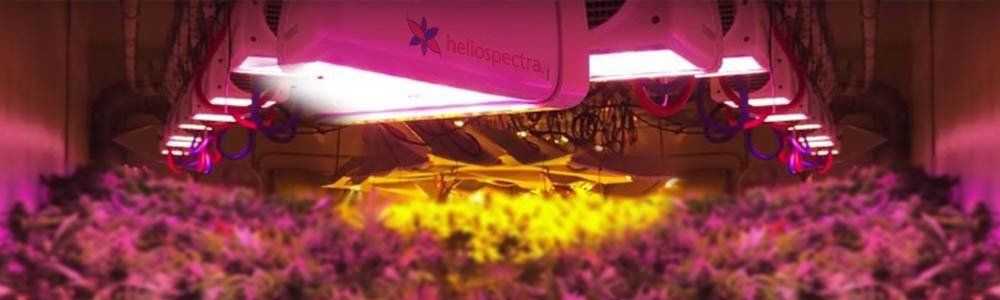 Ein LED-Wachstumslicht in wenigen Worten!