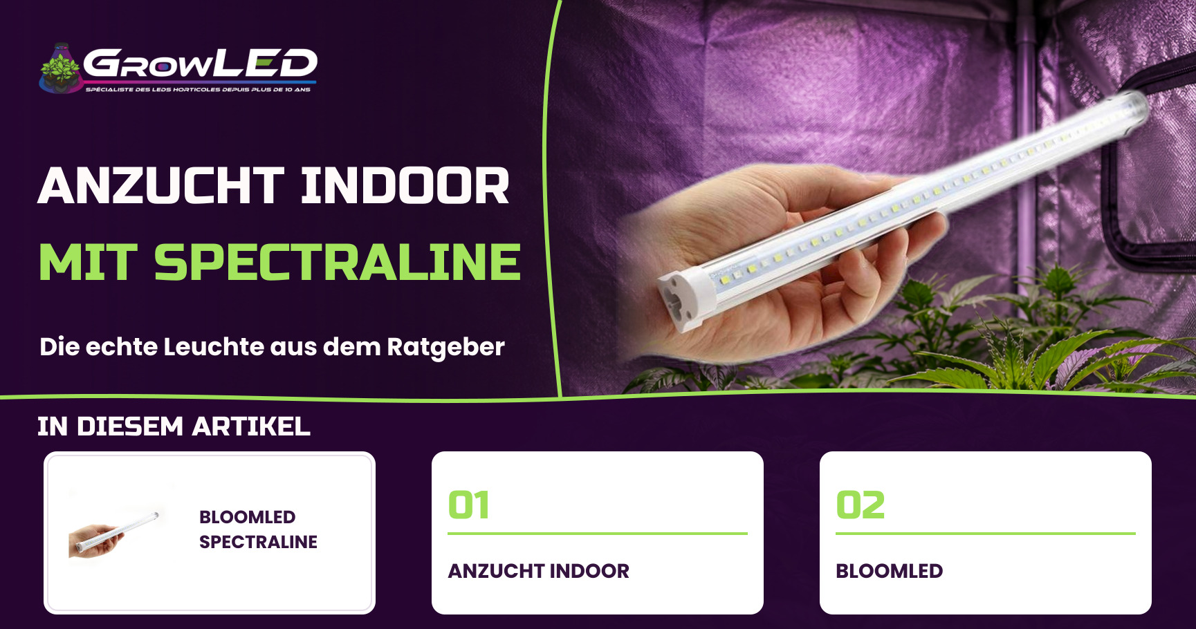 Ihre Setzlinge drinnen unter einer LED-Gartenbaulampe kultivieren?